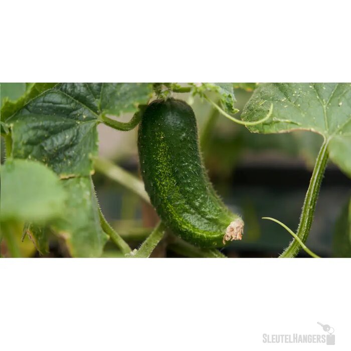 Sproutworld Sharpened Pencil Potlood Komkommer