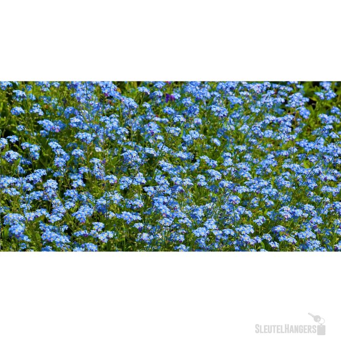 Sproutworld Sharpened Pencil Potlood Forget Me Not