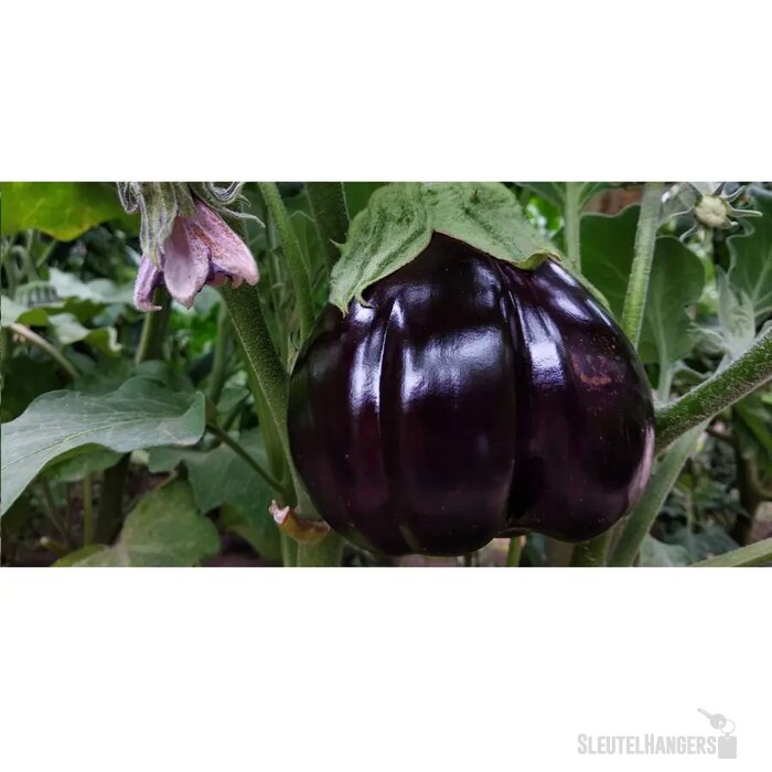 Sproutworld Sharpened Pencil Potlood Aubergine