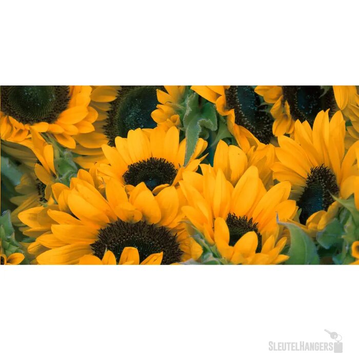 Sproutworld Sharpened Pencil Potlood Sunflower