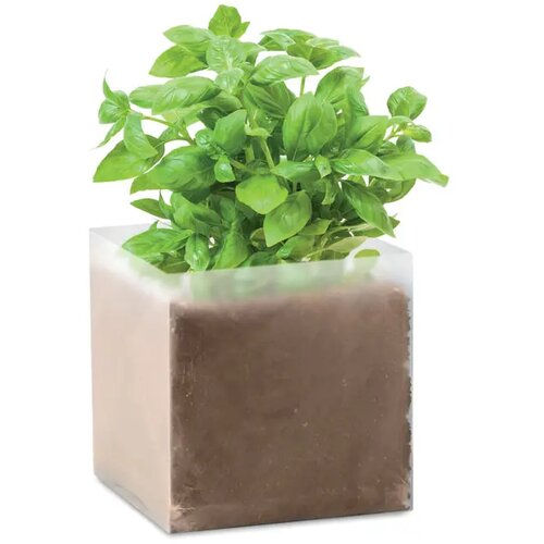 Basilicum zaadjes Basil beige