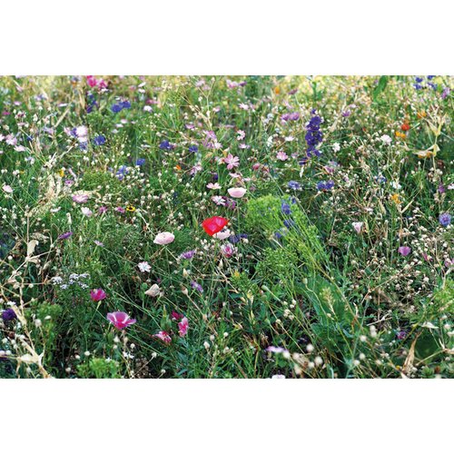 Bloemenzaadjes in envelop Seedlopebee beige